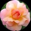 flowerforsale